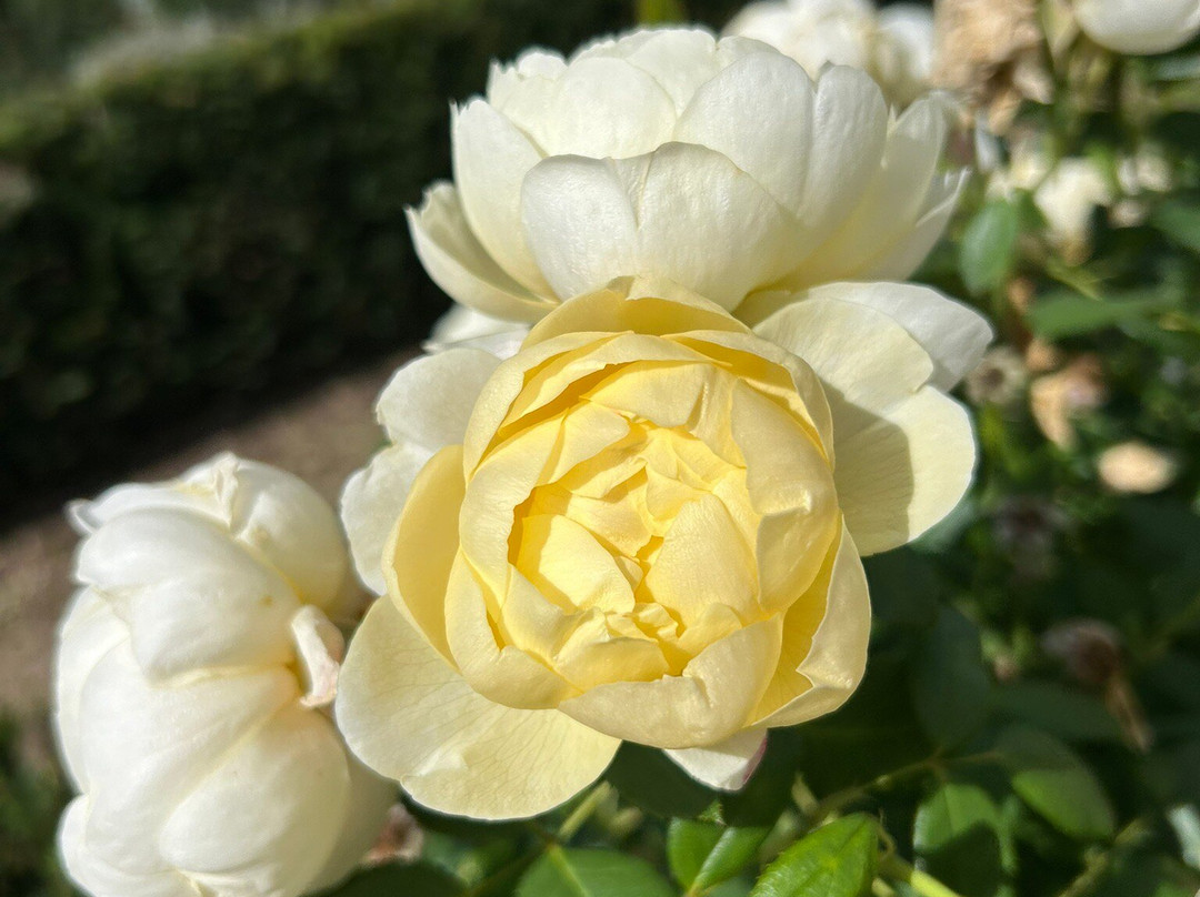 The Sandringham Estate-Sandringham必去景点