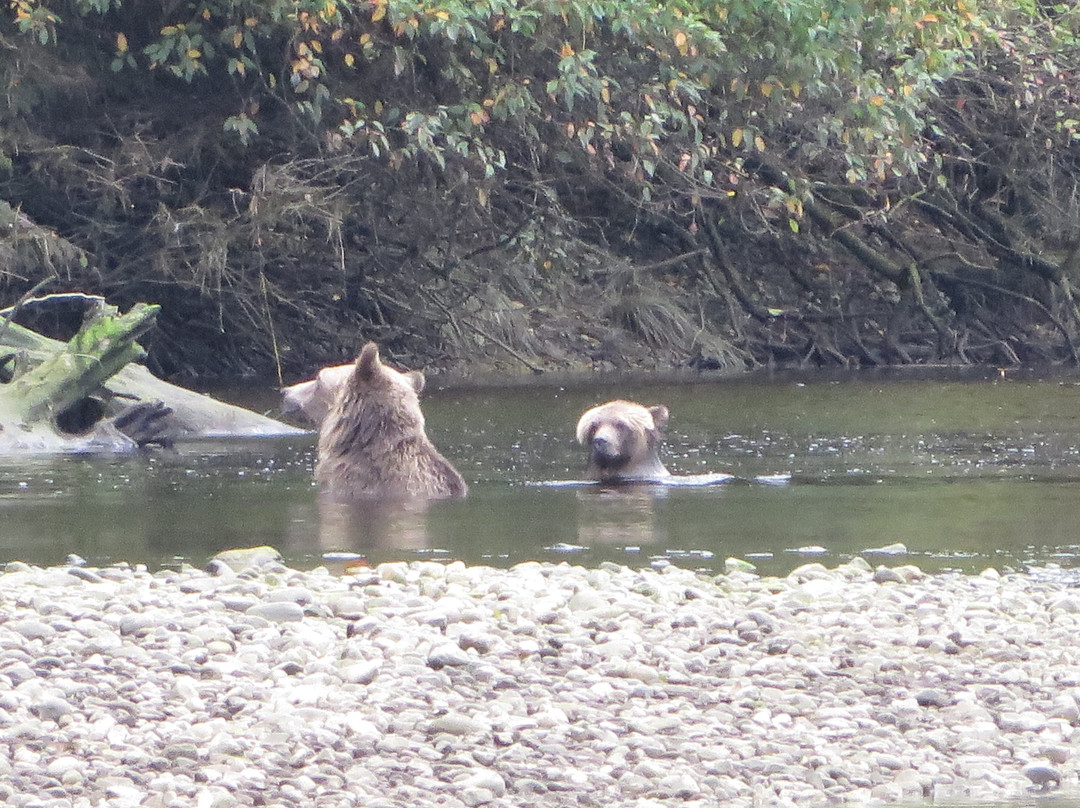 Tide Rip Grizzly Tours-Telegraph Cove必去景点