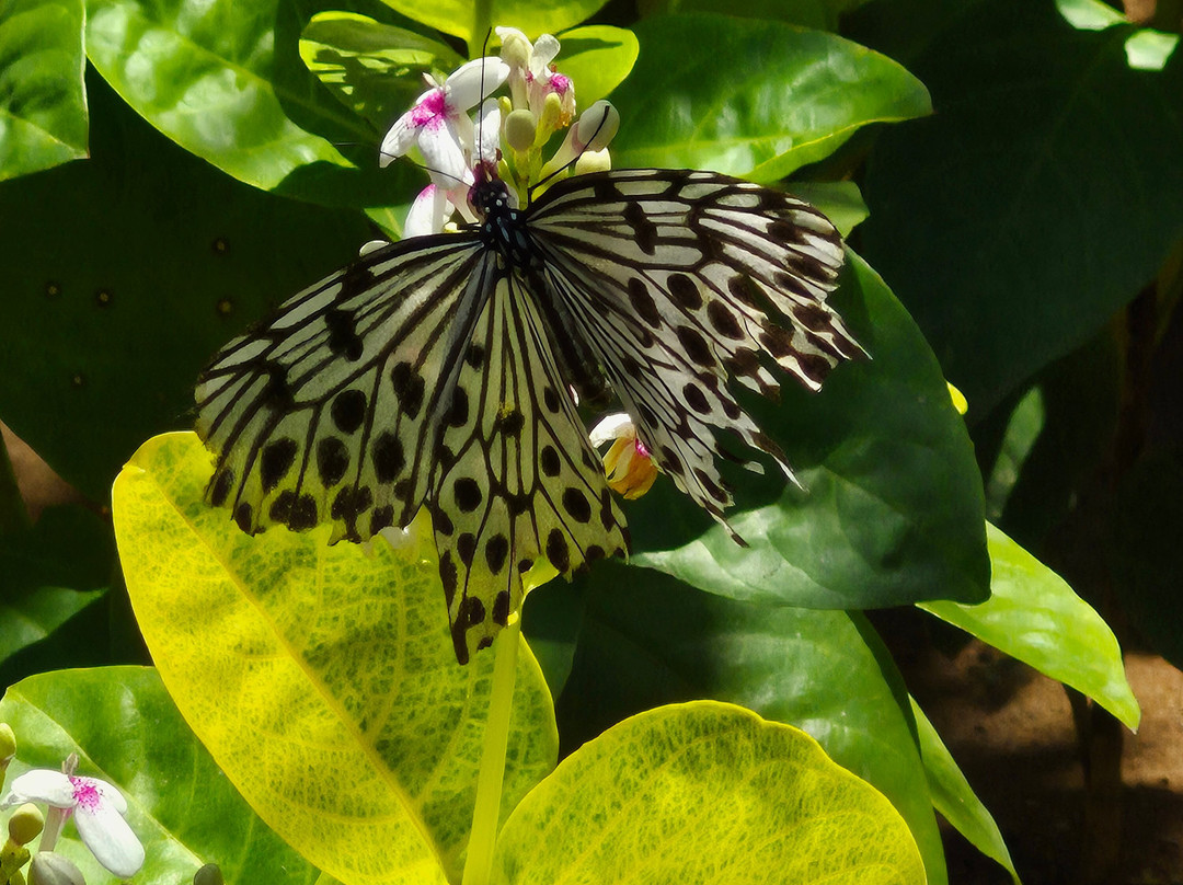 Kemenuh Butterfly Park-Kemenuh必去景点