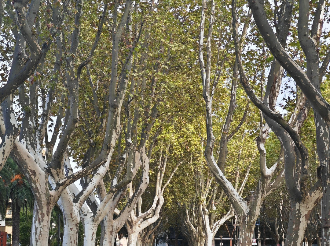 Promenade des Platanes-佩皮尼昂必去景点