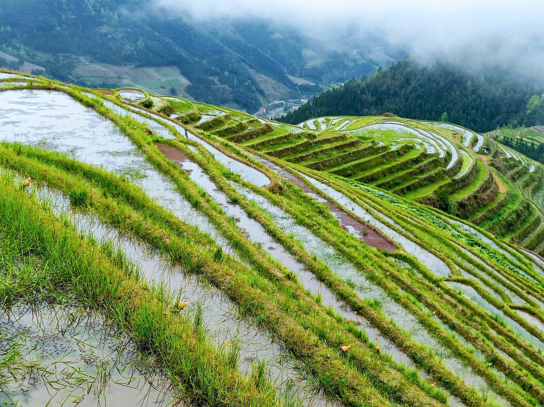 Longji Rice Terraces-桂林市必去景点