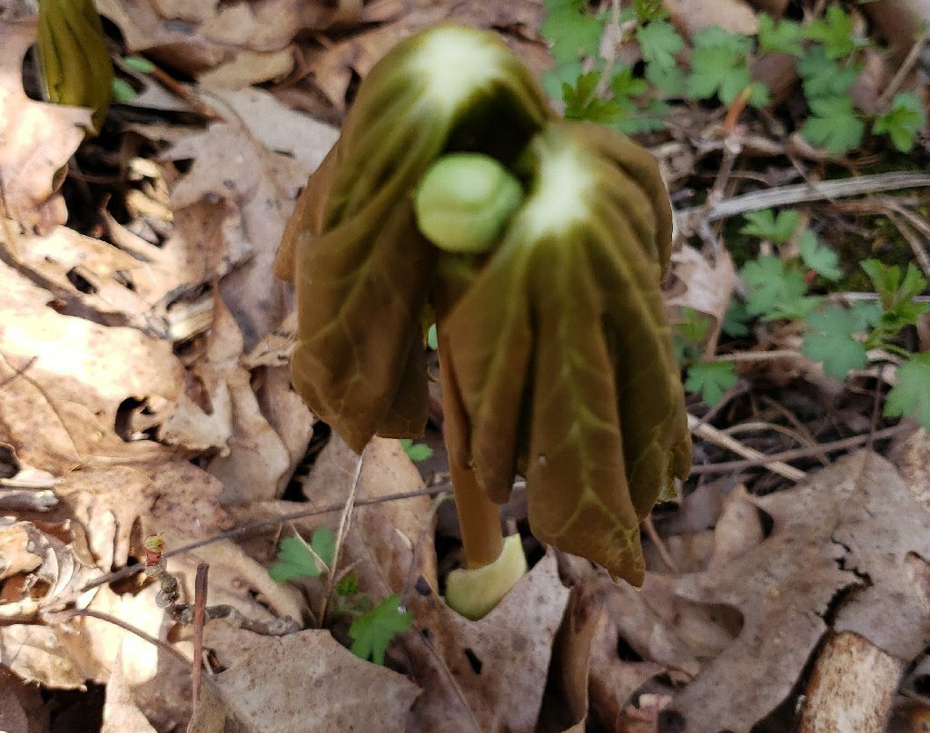 New Glarus Woods State Park