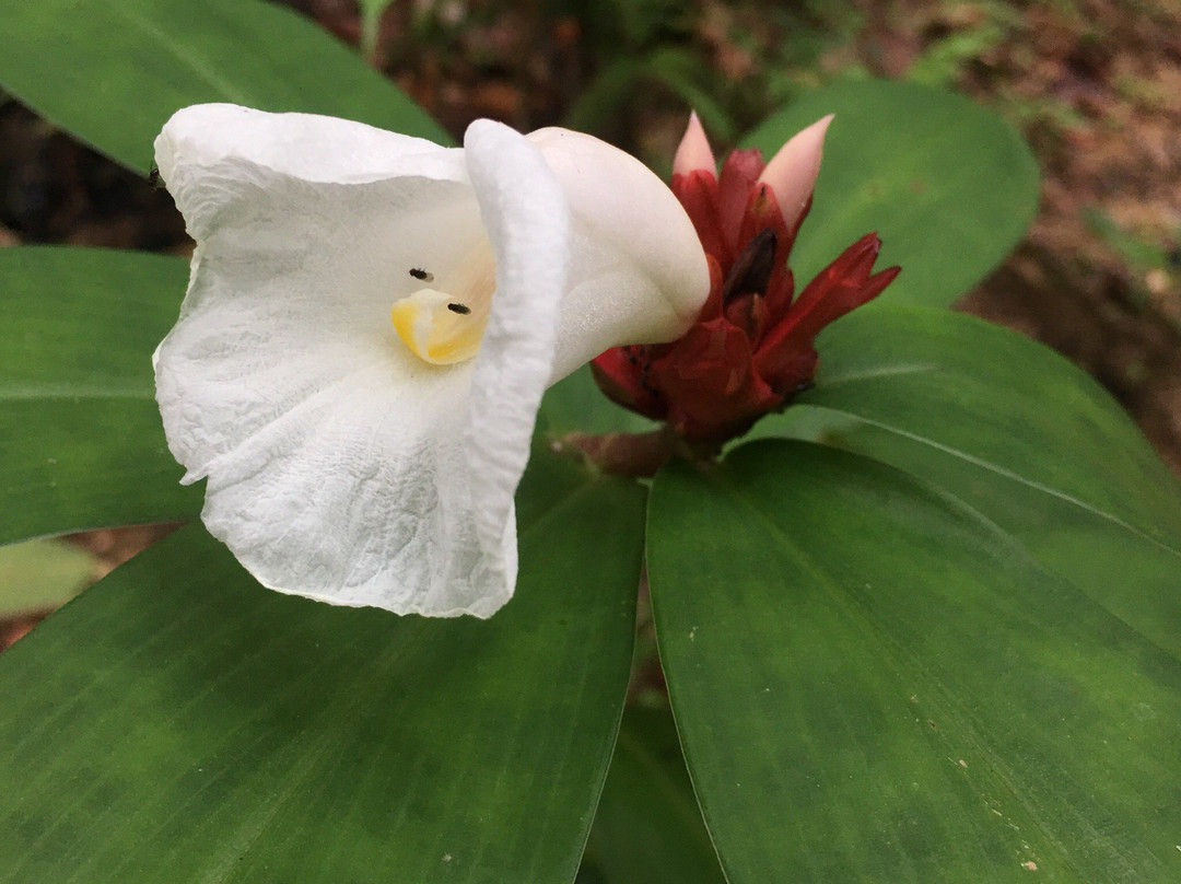 Sumo Phuket Transfer Service and Tour-普吉镇必去景点