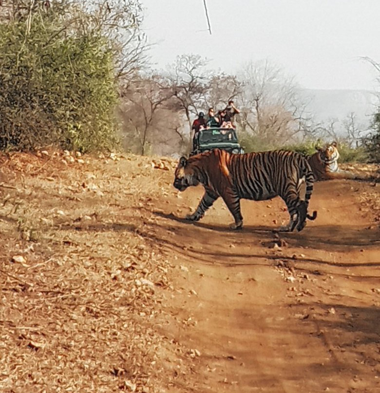 Sariska Wild Life Safari景点图片