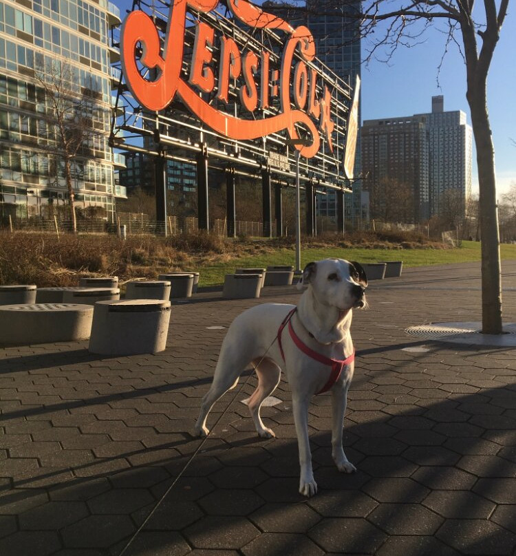 Pepsi Cola Sign-长岛市必去景点