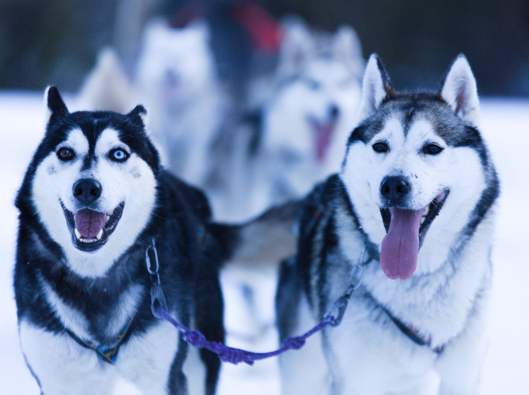 Taigausko Husky Experience-伊纳里必去景点