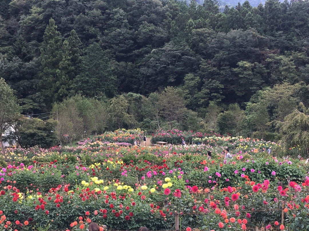 Ryokamisanroku Hananosato Dariaen景点图片