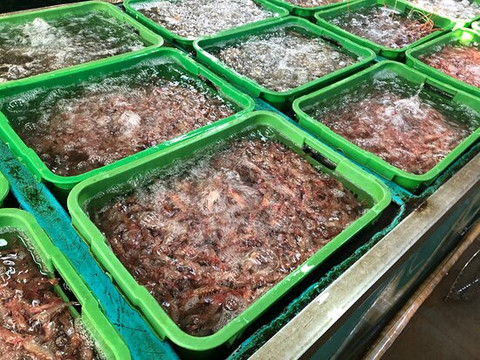 仔鱼市场-香港必去景点