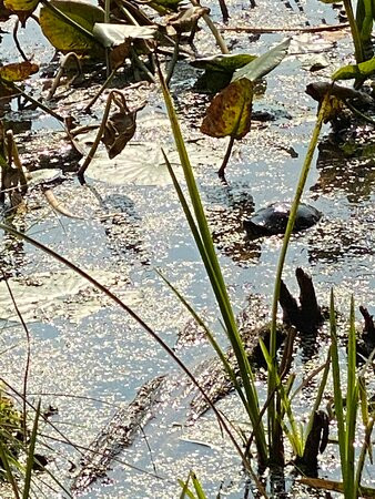 Sunnybrook Preserve-Chesterland必去景点