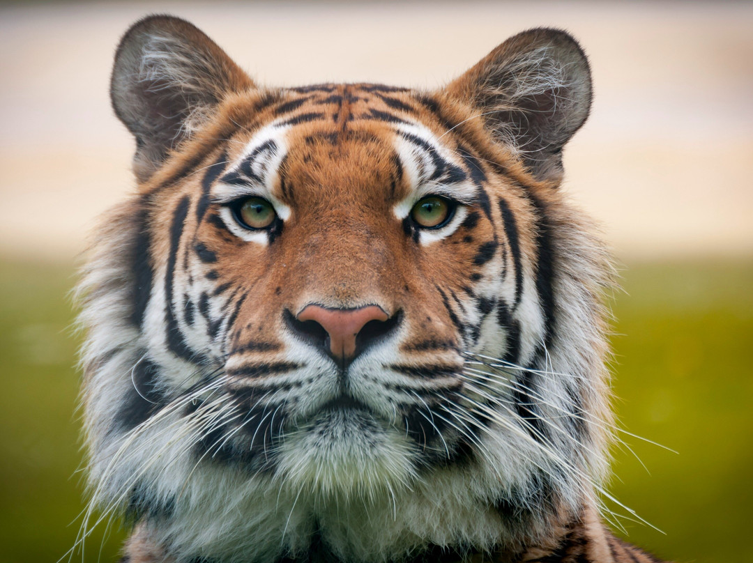 TIERART Wildtierauffangstation