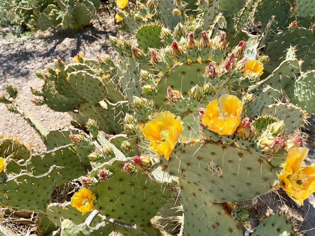 Desert Foothills Park