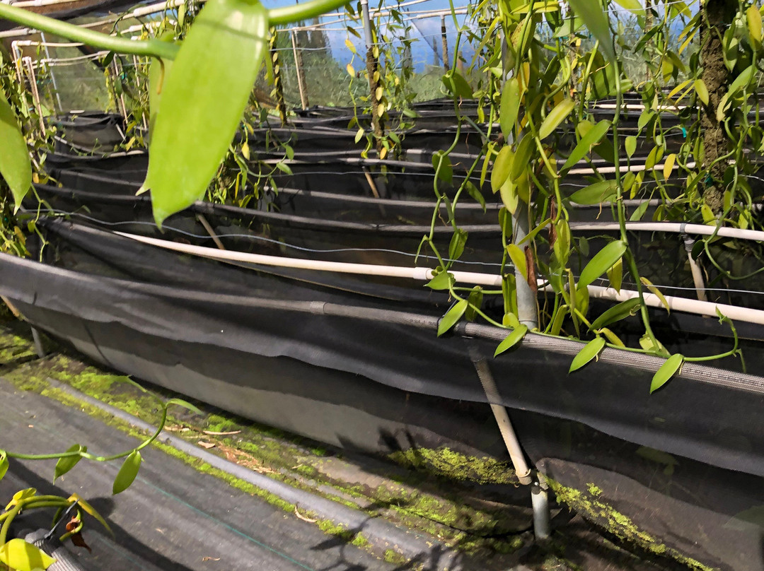 帕奥伊洛旅游攻略图片