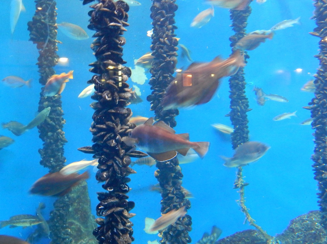 Aquarium Finisterrae景点图片