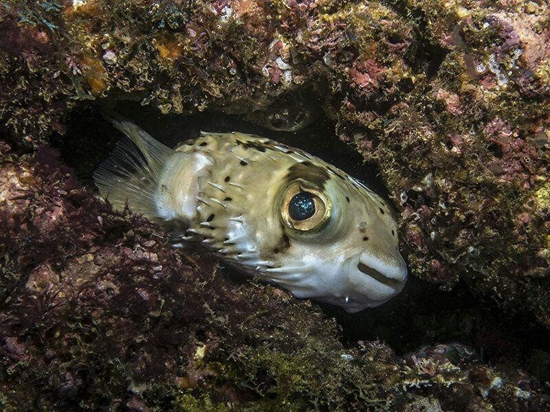 Scuba Diving Anfibios Huatulco景点图片