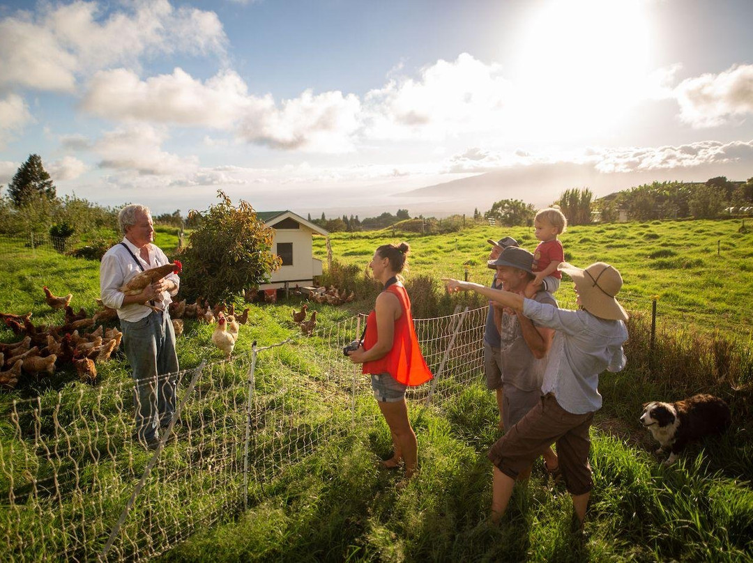 Maui Bees-库拉必去景点