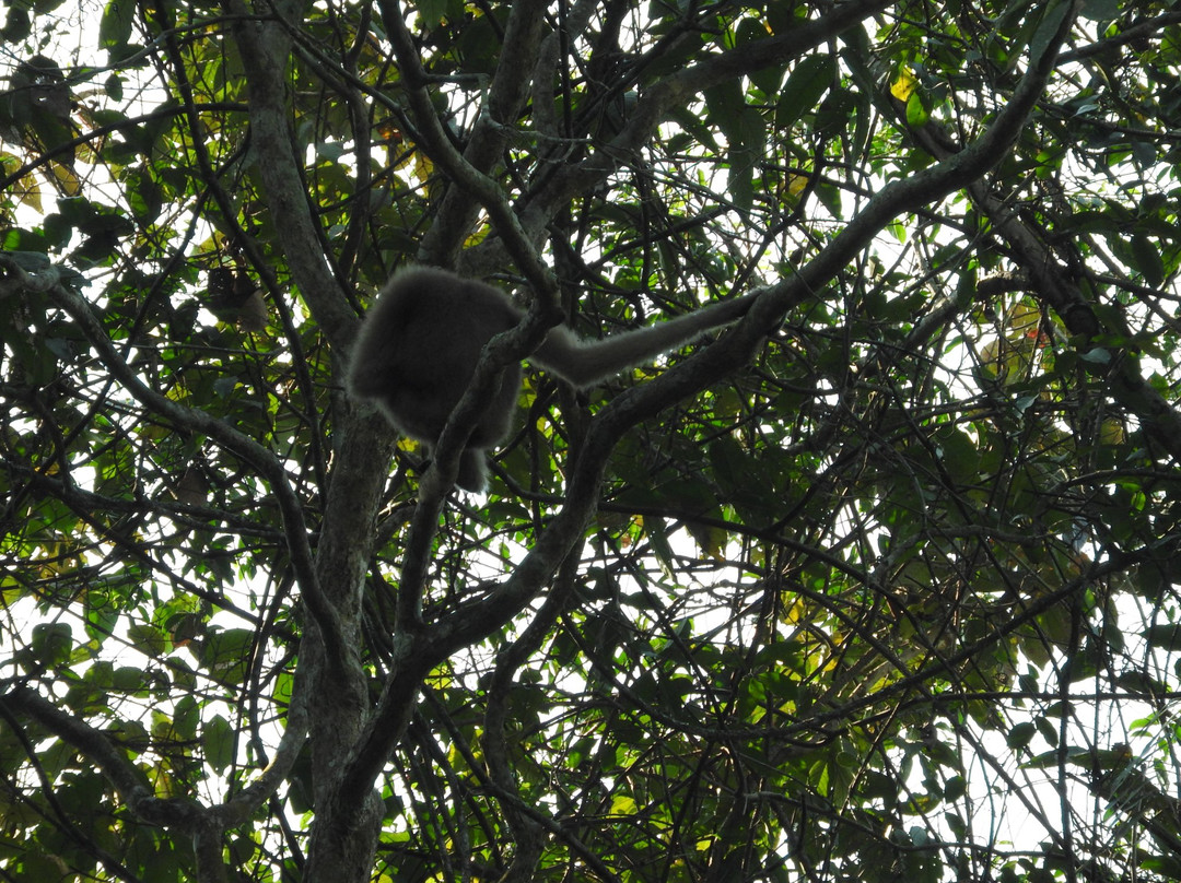 Hoollongapar Gibbon Sanctuary景点图片
