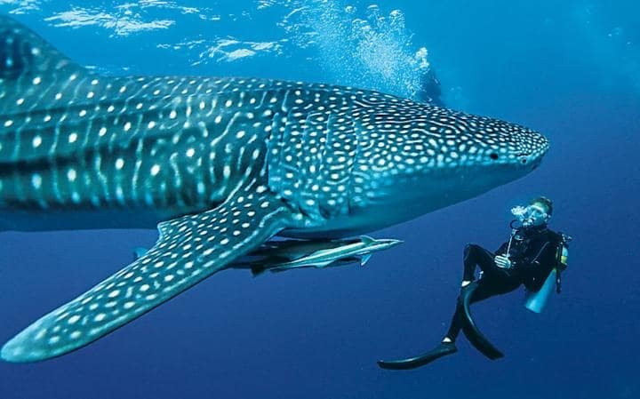 Oslob Whalesharks-奥斯洛布必去景点