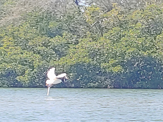 Kayak Excursions - Pelican Bay-迈尔斯堡海滩必去景点