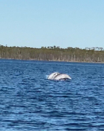 Orange Beach Boat Rentals-橙色海湾必去景点