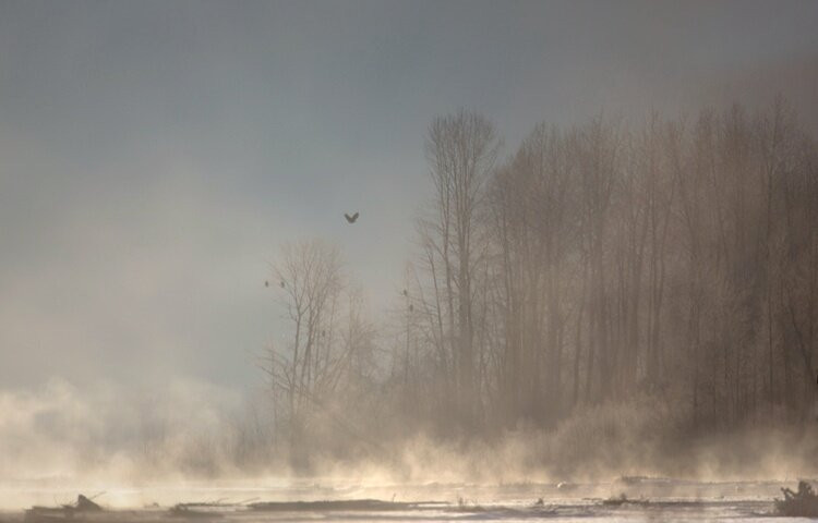 Chilkat State Park-海恩斯必去景点