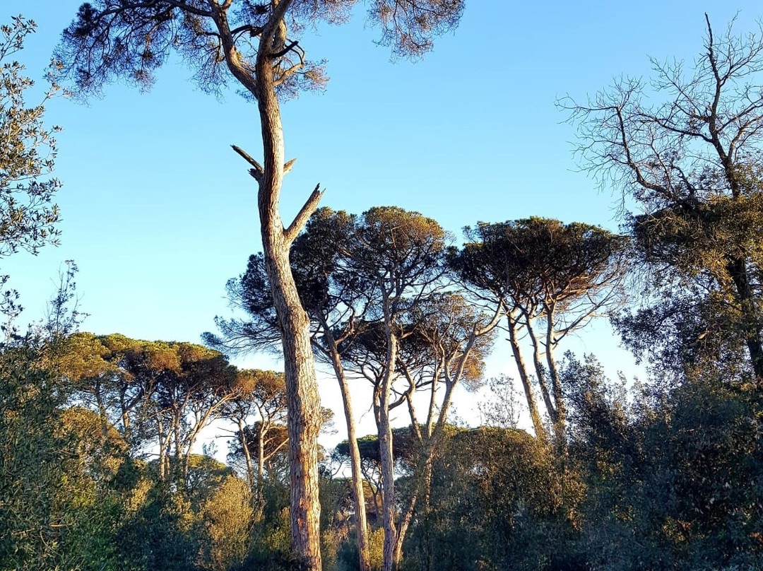Parco Urbano Pineta di Castel Fusano-罗马必去景点