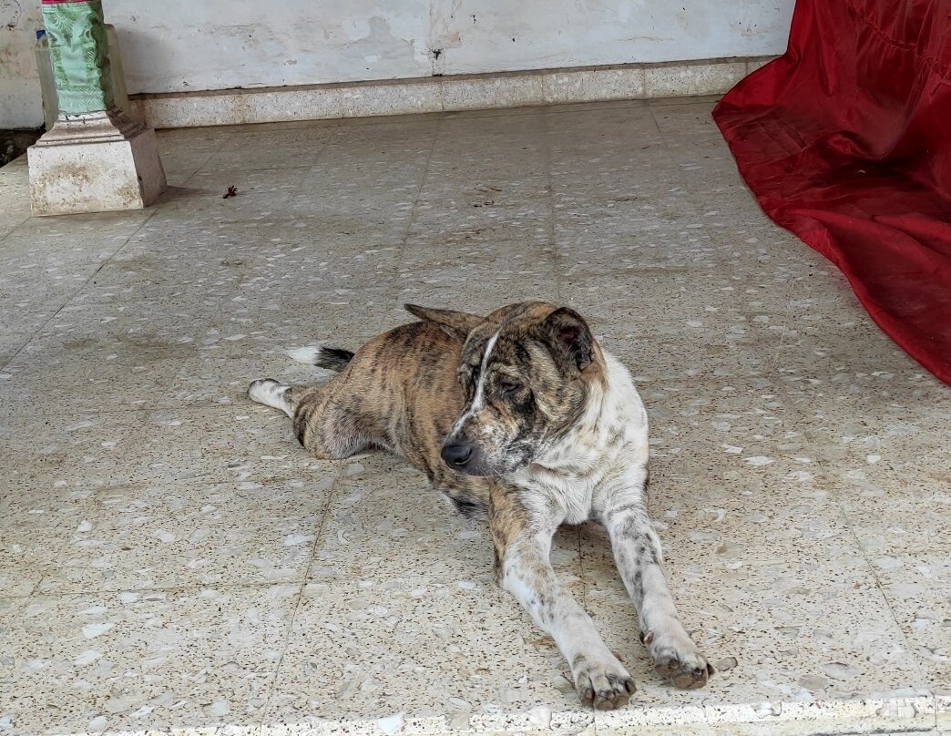 The Royal Puri Anyar Kerambitan-达巴南必去景点