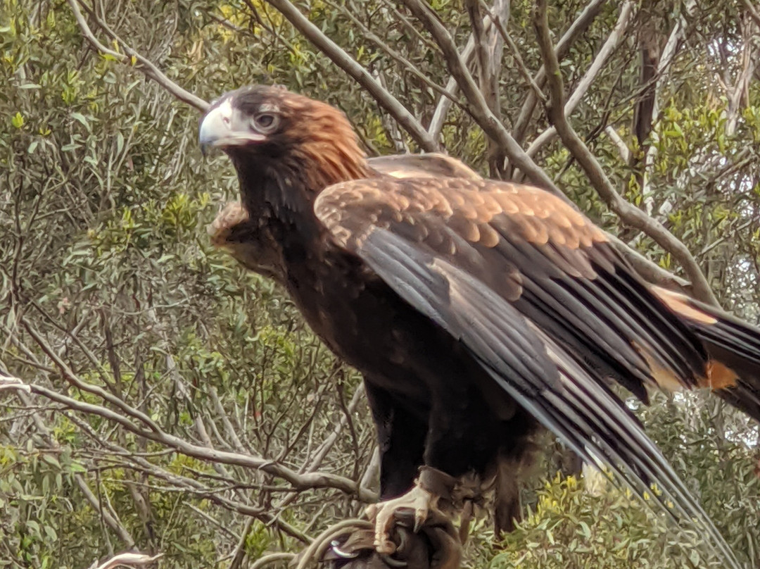 Raptor Domain景点图片