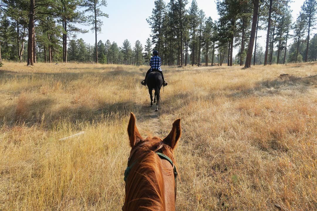 Hollingsworth Horses-卡斯特必去景点