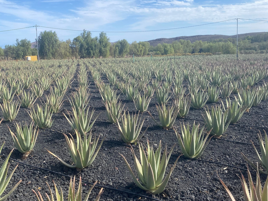 Finca Canarias Aloe Vera景点图片