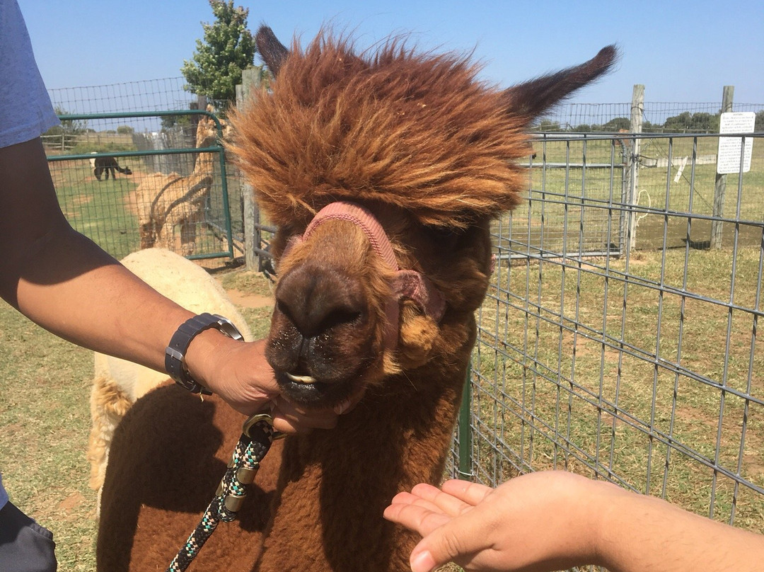 Alpacas-N-Moore-Guthrie必去景点