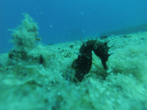 Vellmari-福门特拉岛必去景点