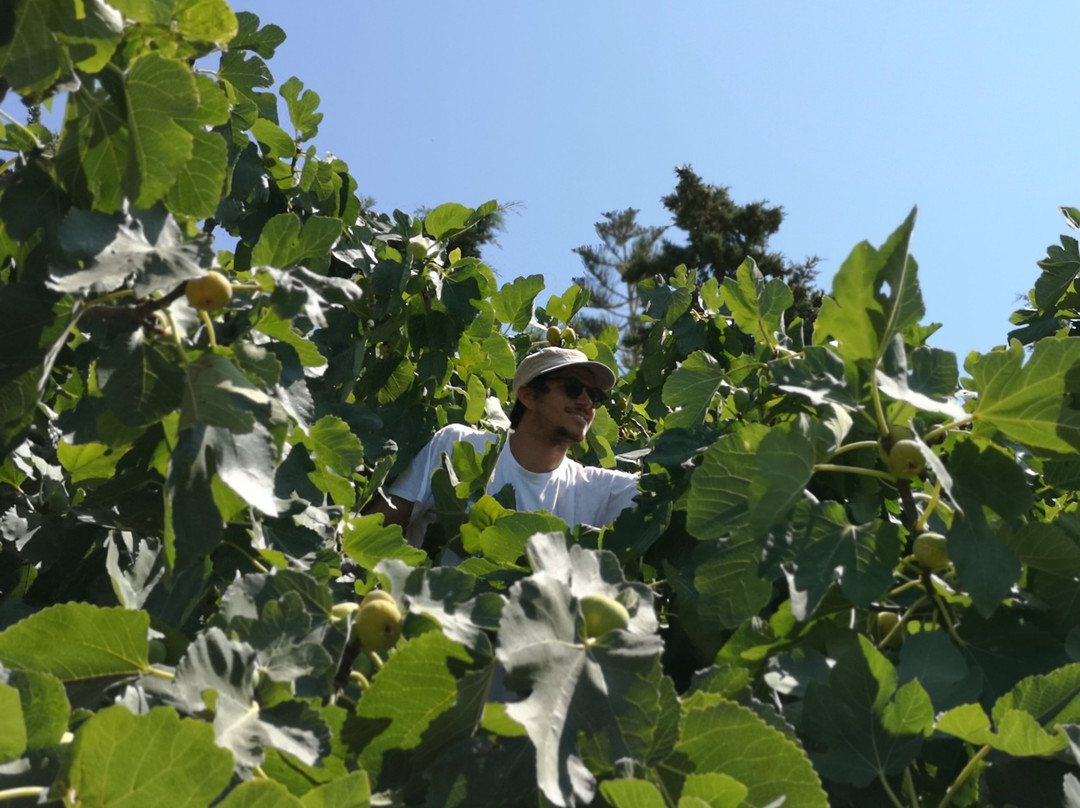 Petra Farm-Kolimpithres必去景点