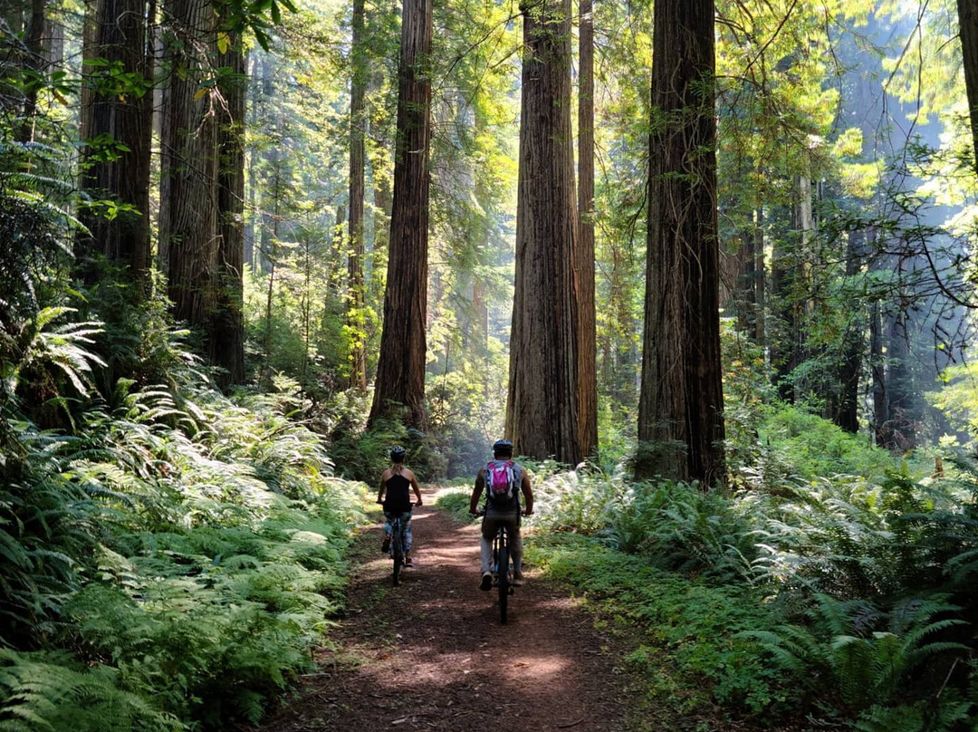 Redwood Rides景点图片