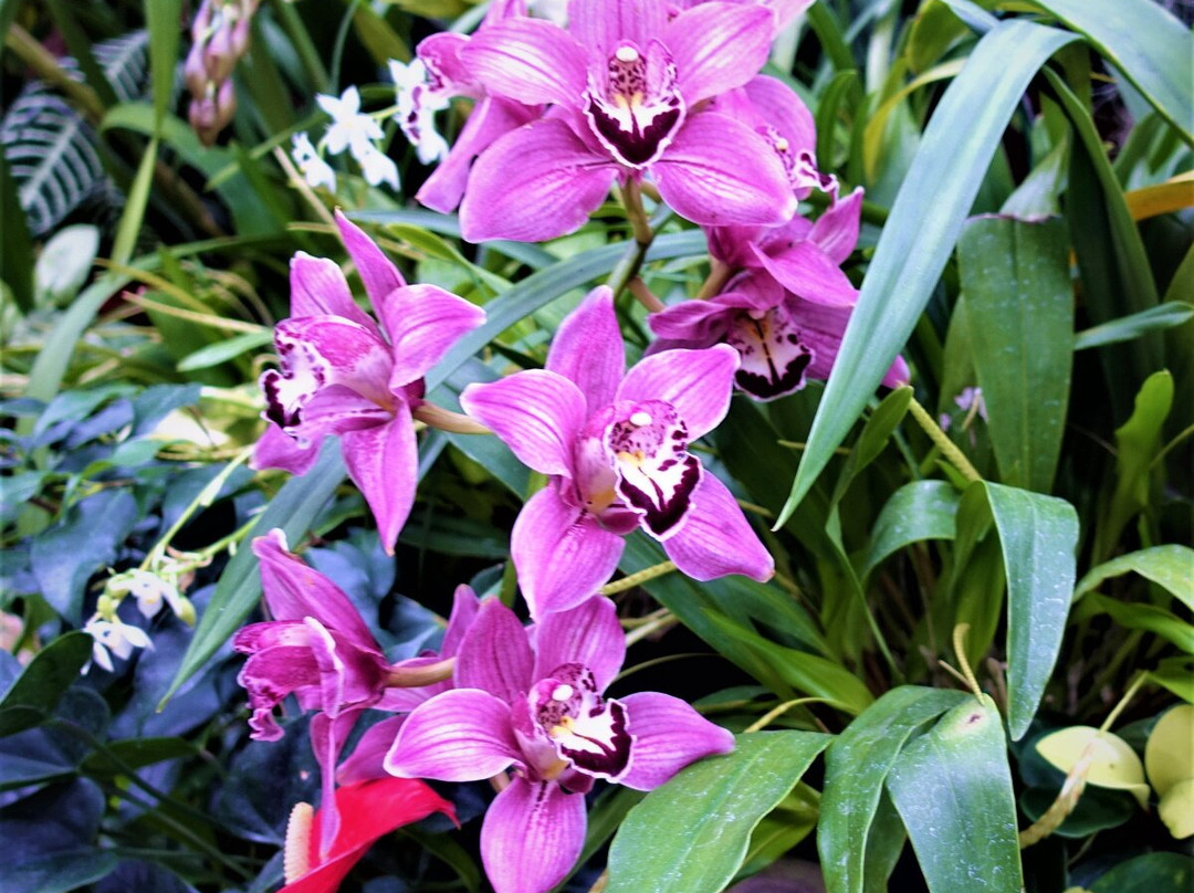 普克库拉公园-新普利默斯必去景点