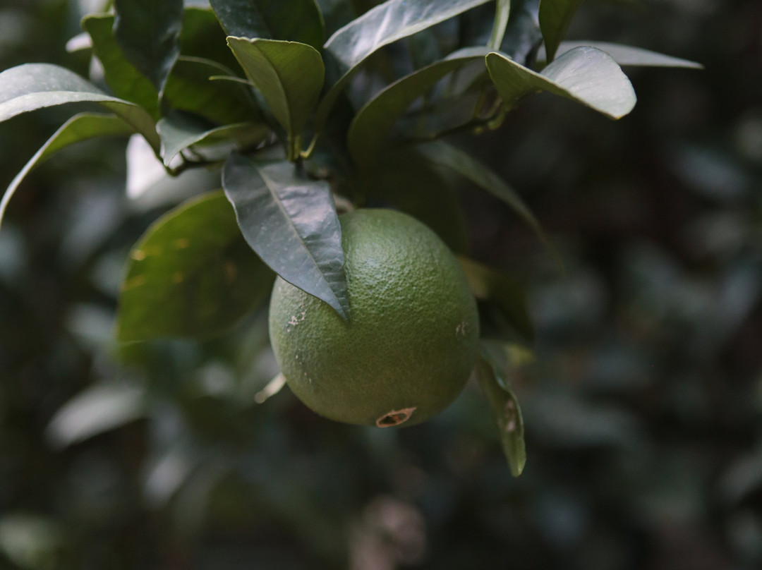 Azienda Agrituristica Il Quadrifoglio主图