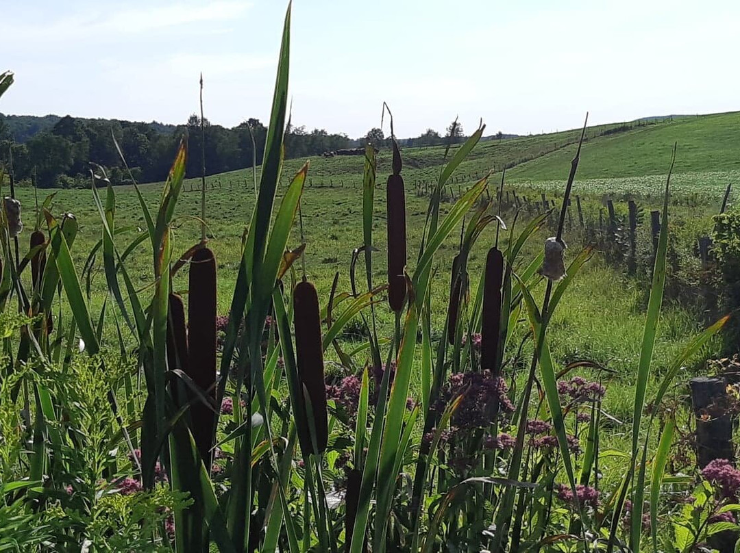 Auberge West Brome 050713主图