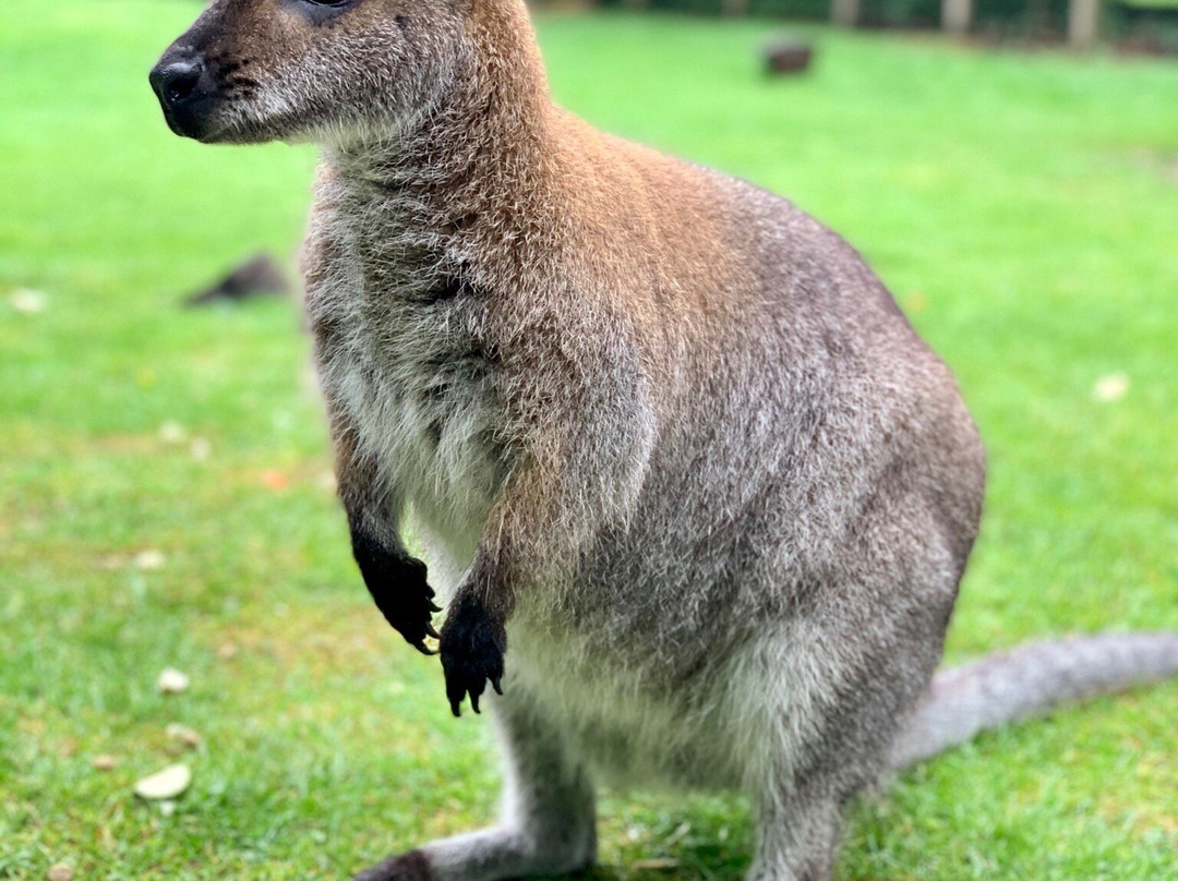 Askham Bryan Wildlife & Conservation Park景点图片
