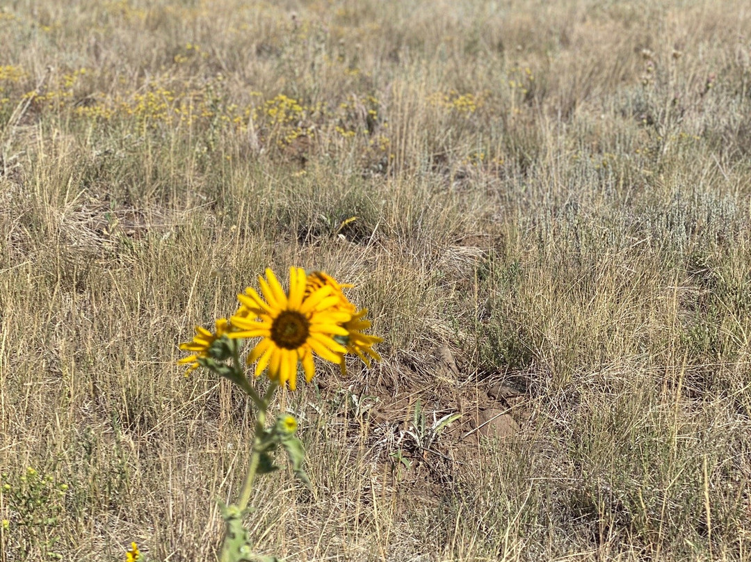 Buffalo Park-弗拉格斯塔夫必去景点