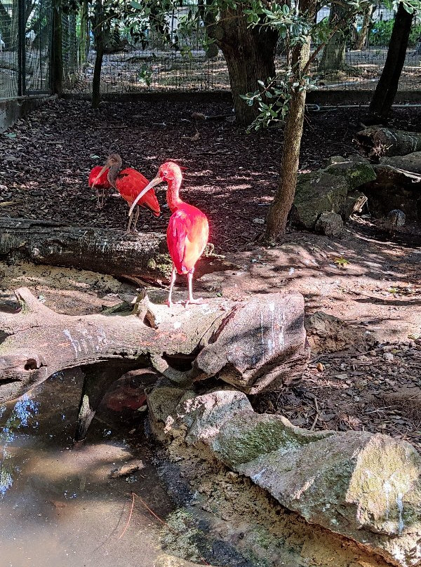 Zoo Lourosa景点图片