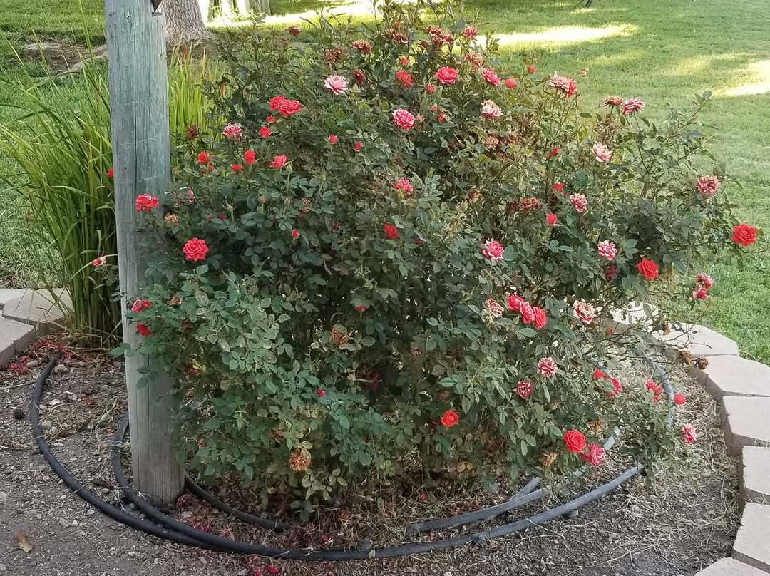 The Eden House Vineyard主图