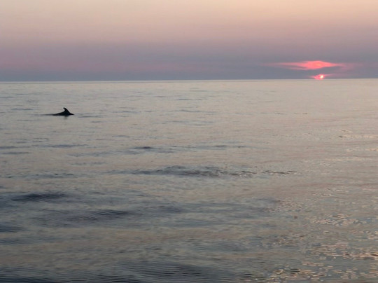 Pula Dolphin-普拉必去景点