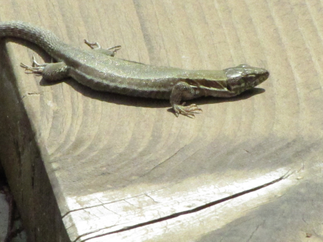 Biotop Beeden-Homburg必去景点