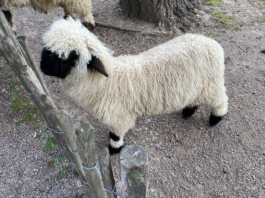 Tierpark Bad Pyrmont-Bad Pyrmont必去景点
