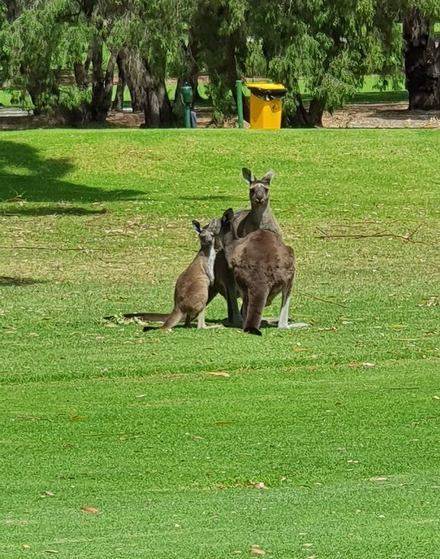 Margaret River Golf Club-玛格丽特河必去景点