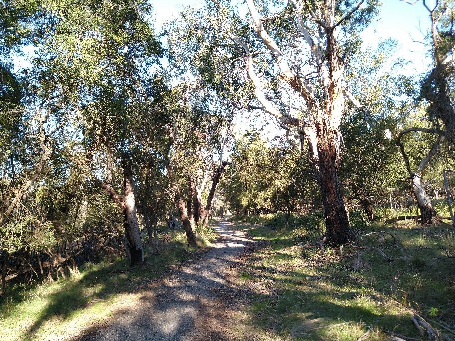 F Oswin Robert Koala Reserve-菲利普岛必去景点