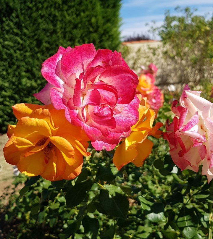 Terre de Rose Distillerie景点图片