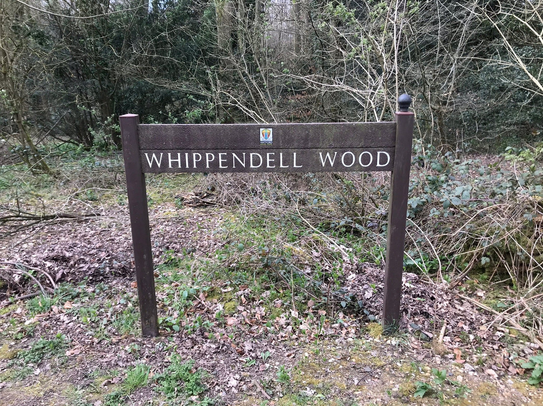 Whippendell Wood景点图片