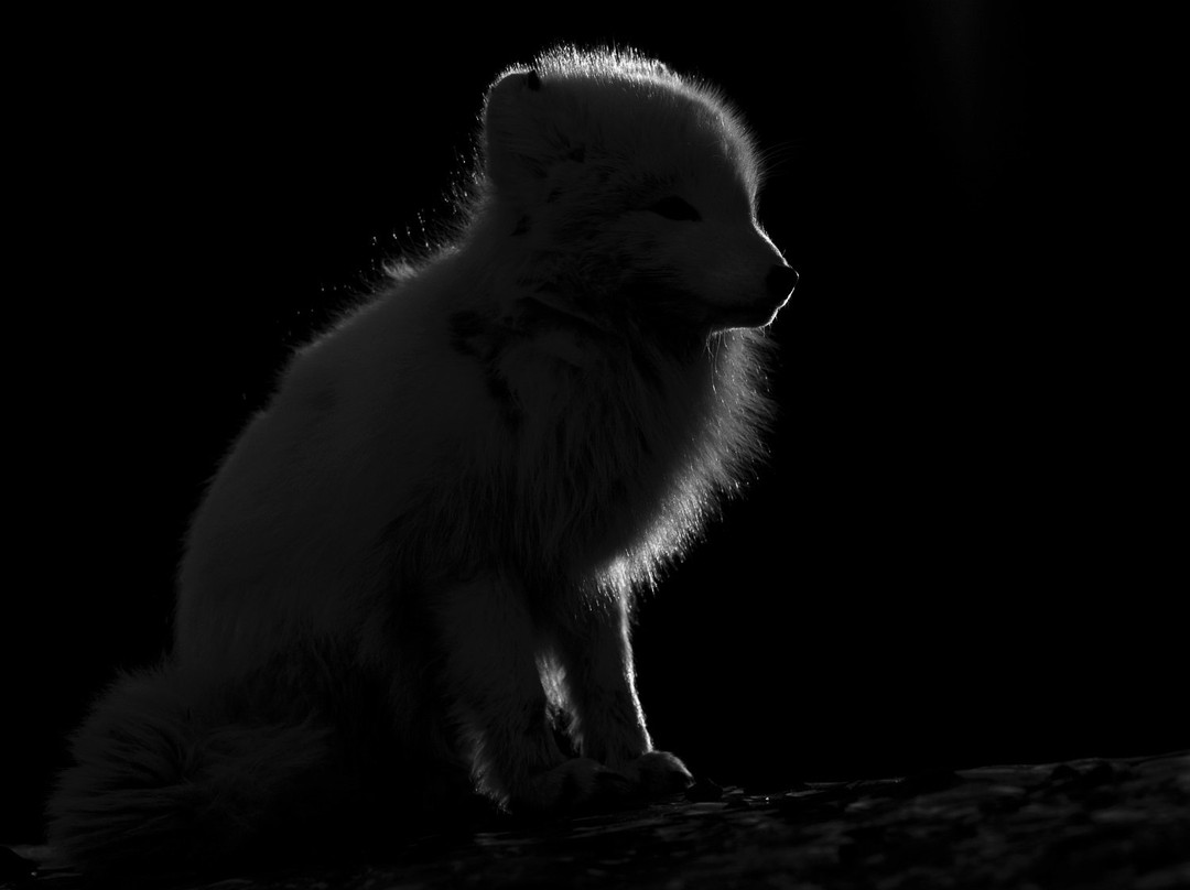 Arctic Wildlife Tours-朗伊尔城必去景点