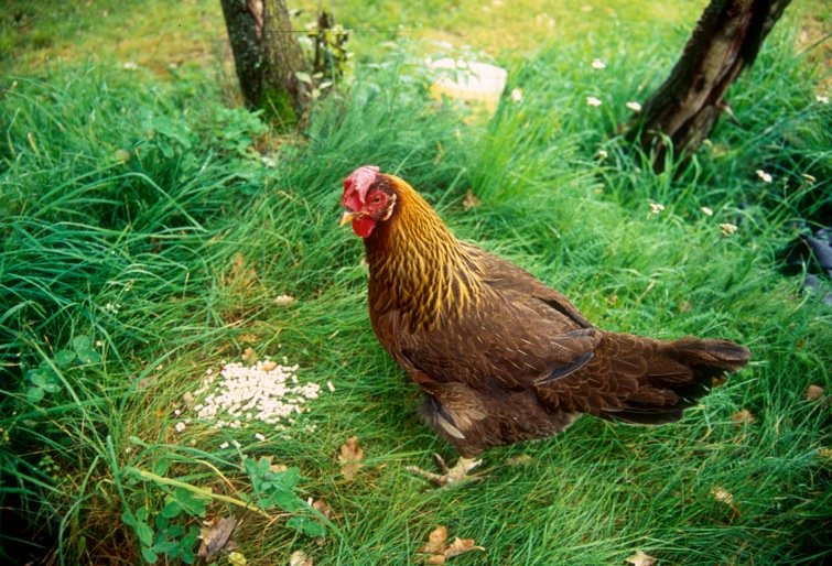 Sorbraten Farm-奥斯陆必去景点