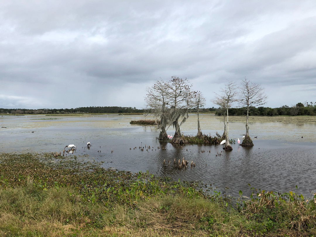 Orlando Wetlands-Christmas必去景点